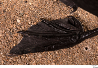 Double-crested cormorant Phalacrocorax auritus foot 0003.jpg